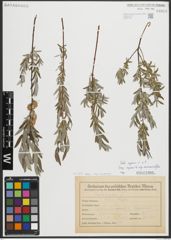 Foto von Salix repens subsp. incubacea (L.) A. Neumann